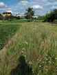 Buy a lot of land, Ukraine, Polyanka, Pustomitivskiy district, Lviv region, , 490 100