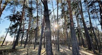 Купити ділянку, під забудову, Шептицький (Червоноград), Сокальський район, id 5584675