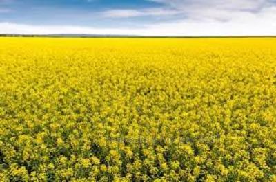 Орендувати ділянку, Наварийская, Солонка, Пустомытовский район, id 2674704
