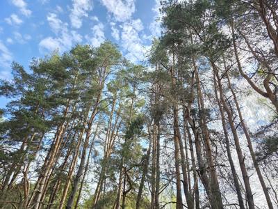 Купити ділянку, сільськогосподарського, Львівська, Стадники, Яворівський район, id 5895754